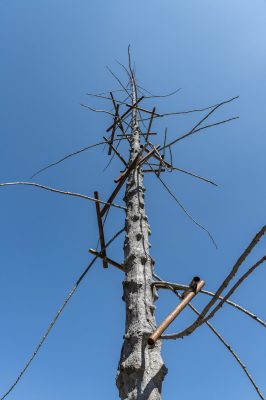 GIUSEPPE PENONE Abete