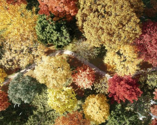 Arte per la riforestazione